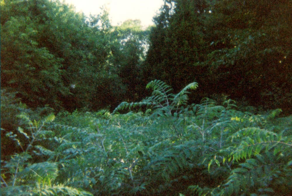Dense brush pile and woody debris cleared from a backyard during land clearing