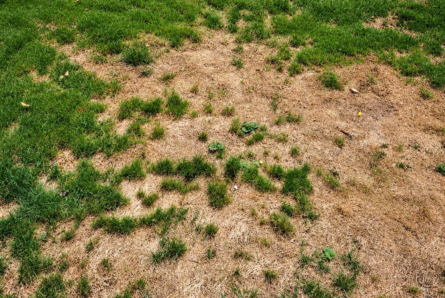 Thin, brown, and patchy turf showing stress typical of grub damage before repair